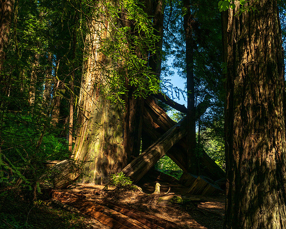 Jedediah Smith Redwoods-_MAK5643-HDR