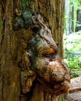 Jedediah Smith Redwoods-_MAK5655