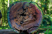 Jedediah Smith Redwoods-_MAK5652