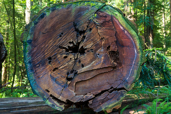 Jedediah Smith Redwoods-_MAK5652