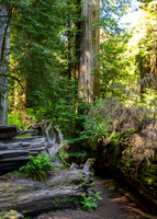 Jedediah Smith Redwoods-_MAK5672