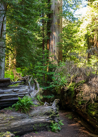 Jedediah Smith Redwoods-_MAK5672
