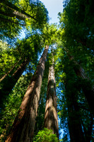 Jedediah Smith Redwoods-_MAK5640