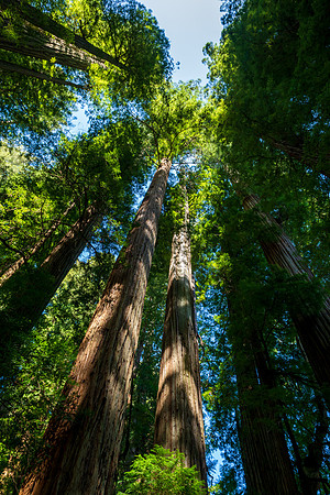Jedediah Smith Redwoods-_MAK5640
