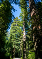 Jedediah Smith Redwoods-_MAK5622