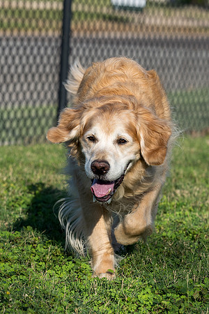 Retama Village dog park _MAK6867