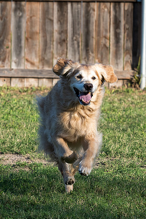 Retama Village dog park _MAK6912