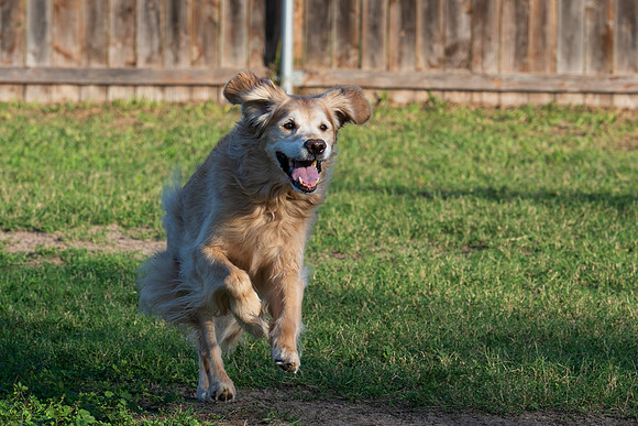 Retama Village dog park _MAK6915