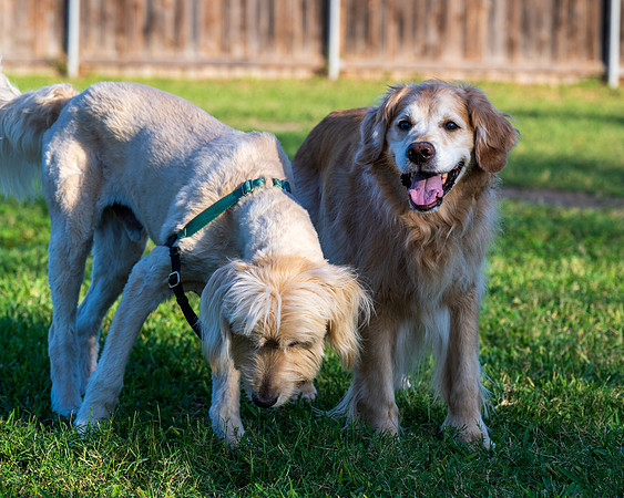 Retama Village dog park _MAK6906