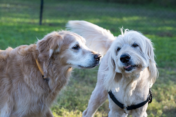 Retama Village dog park _MAK6893