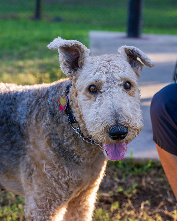 Retama Village dog park _MAK6933