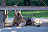 Retama Village dog park _MAK6946