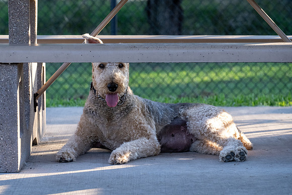 Retama Village dog park _MAK6946