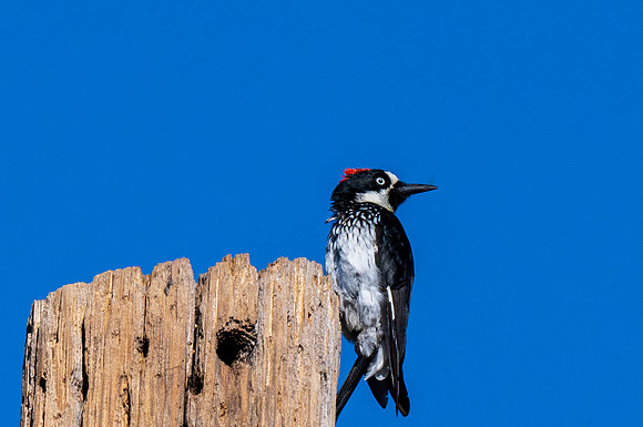 Davis Mountains State Park--3