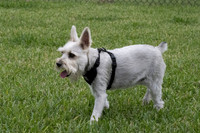 SNIFF & GREET_MAK6958
