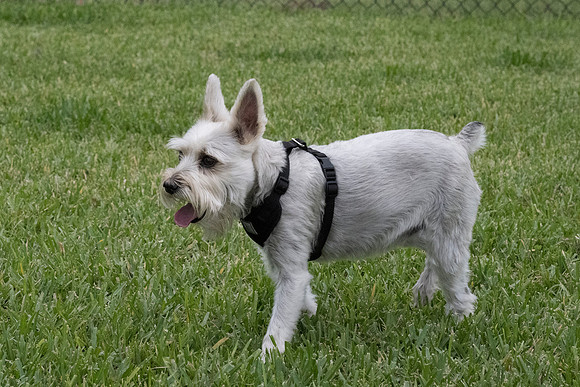 SNIFF & GREET_MAK6958