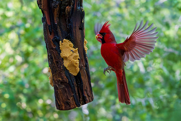 December 2025 birds-8