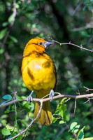 December 2025 birds-9