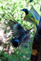 December 2025 birds-5