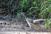 December 2025 birds-11