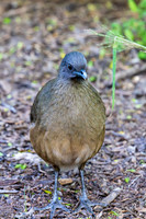 December 2025 birds-4