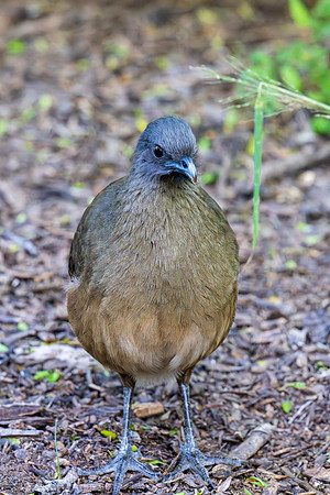 December 2025 birds-4