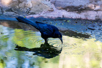 December 2025 birds
