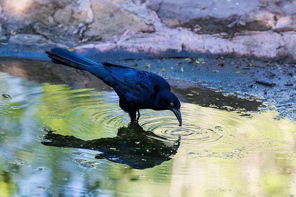 December 2025 birds
