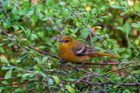 December 2025 birds-6