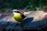 December 2025 birds-3