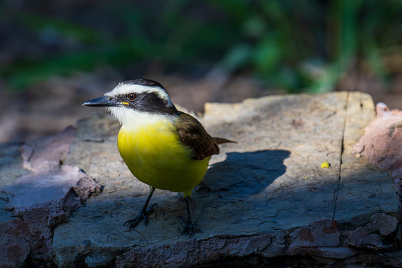 December 2025 birds-3