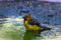 December 2025 birds-10