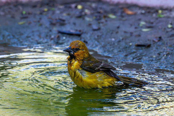 December 2025 birds-10
