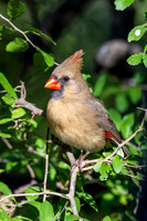 December 2025 birds-7