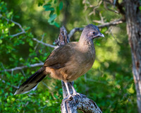 BentsenRGVSP-DSC_0334