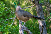 BentsenRGVSP-DSC_0328