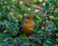 BentsenRGVSP-DSC_0367