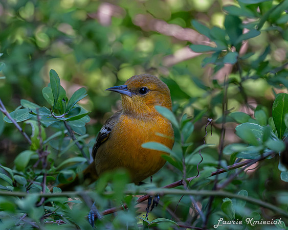 BentsenRGVSP-DSC_0367