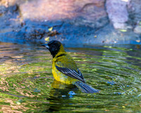 BentsenRGVSP-DSC_0418