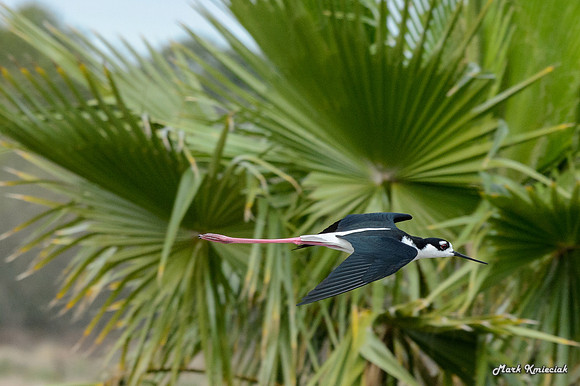 World-birding-MAK_3312