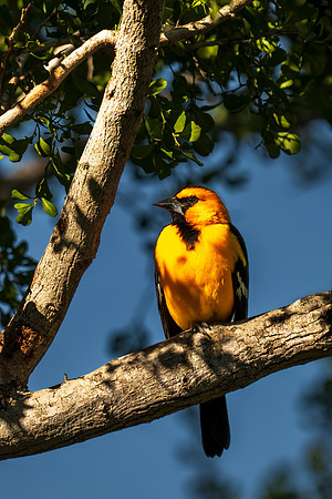 2026 RGV wildlife_MAK8189
