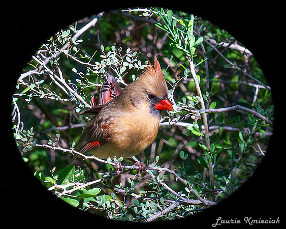BentsenRGVSP-DSC_0558
