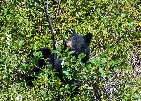 Beartrap Canyon-_MAK0747