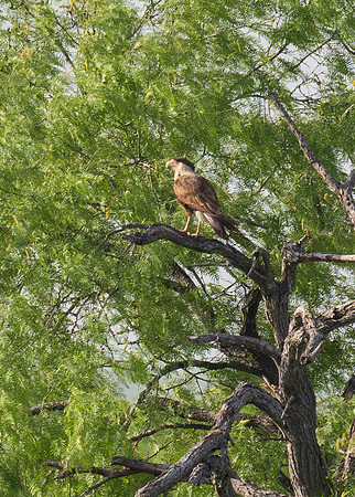 Hawk Watch_MAK1093-Enhanced-NR