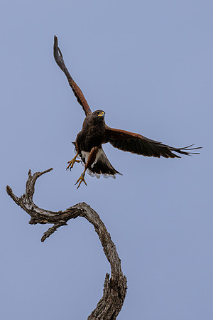 Harris's Hawk_MAK9396-Enhanced-NR