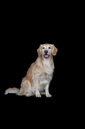Kila-Spirits Goldens-136