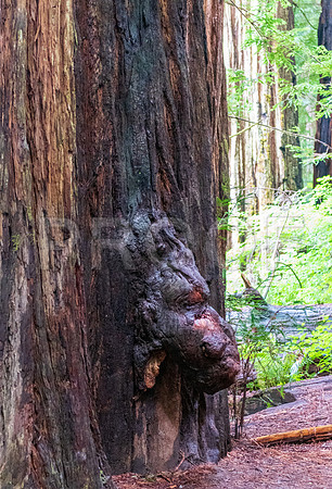 Crescent City CALAK_1142