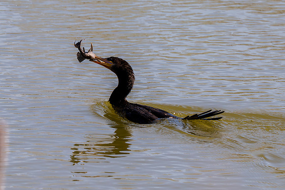 Estero Llano Grande_MAK8518