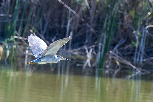 Estero Llano Grande_MAK8544