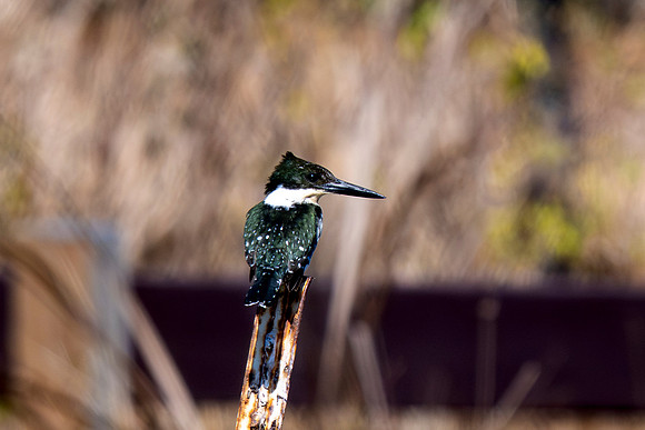 Estero Llano Grande_MAK8643